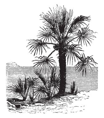 Chamaerops cücesi, klasik oymalı resimli. La Vie dans la nature, 1890