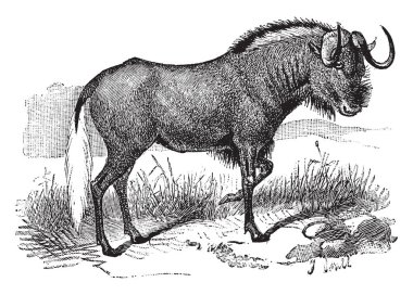 Siyah Wildebeest Bovidae ailesi, vintage çizgi çizme veya oyma illüstrasyon Afrika bir memeli olduğu.