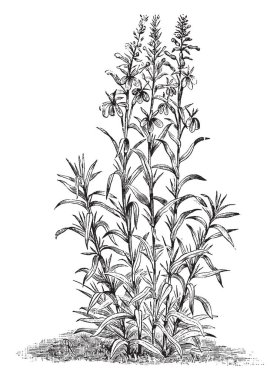 Bir başak parlak kırmızı çiçekler, vintage çizgi çizme veya oyma illüstrasyon ayılar bir Kuzey Amerika bitki.