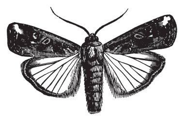 Bir frugiperda tür, vintage çizgi çizme veya oyma resimde olan Laphygma.