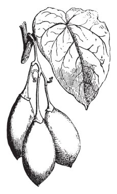 Bu görüntüde cins, vintage çizgi çizme veya oyma illüstrasyon meyve dalı vardır.