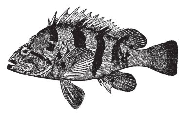 Kaplan Rockfish rockfish scorpionfish, vintage çizgi çizme veya oyma illüstrasyon Scorpaenidae ailesinin olduğunu.