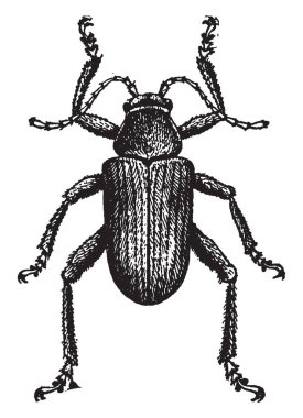 Üzüm Rootworm Fidia viticida türler, vintage çizgi çizme veya oyma illüstrasyon.