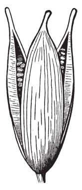Zaman meyve kuru ve Olgun, orada üç yaprakları, vintage çizgi çizme veya oyma illüstrasyon açıldı.