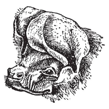 Nyctinomus Mascrotis yirmi bir tür içerir ve cosmo kokteylimi dağıtım, vintage çizgi çizme veya oyma illüstrasyon.