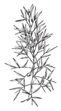 Arundinaria nitida bambu ve oldukça yavaş büyüyen familyasından; Sapları ince ve siyah mor renk, vintage çizgi çizme veya oyma illüstrasyon.