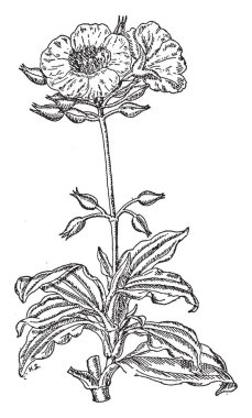 Picture is showing the Cistus Laurifolius flowering plant. Leaves are developed on the bottom of plant and flowers on the top of the plant. Flower consists of five petals and sepals below each petal, vintage line drawing or engraving illustration. clipart