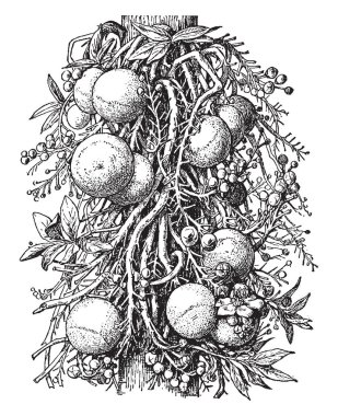 Bu çerçevede top top adında bir ağaç var. Bir top gibi görünüyor ve ince yaprakları ve çiçekleri, vintage çizgi çizme veya oyma illüstrasyon ile bir top.