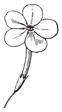 Orada beş yaprakları çiçek ve çiçek boyutu özellikle çekici. Çiçek yapıları içinde derin, boyutu uzun arkadan, vintage çizgi çizme veya oyma illüstrasyon.