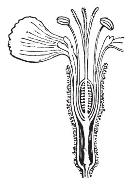 Bir sap üzerinde pistil ve corolla karşılanır, vintage çizgi çizme veya oyma illüstrasyon receptacle uzantısı gibi olan Anthophore resmini.