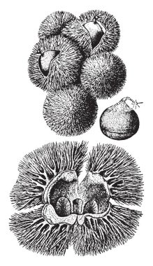 Görüntü somun ve bur chinquapin çalı olarak da bilinen Castanea Pumila gösterir. Altın renkli cupule meyvedir 2-3 cm çapında pek çok keskin dikenleri, sonbahar, vintage çizgi çizme olgunlaşması veya illüstrasyon oyma ile.