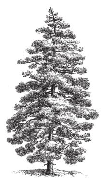Bir yerel veya Corsica, vintage çizgi çizme veya oyma illüstrasyon sakini olan çam ağacı türü.