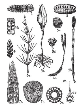 Marattiaceae ve Ophioglossaceae bu. Yaprakları çok büyük etli tohumu mevcuttur. Tohum kök yaprak dışarı gel. Tohum üretimi sahne ve bir sorgum kırpma, vintage çizgi çizme veya oyma illüstrasyon gibi bakmak.