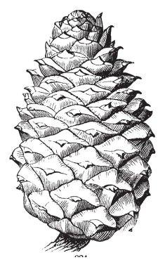 Bu bir çam kozalağı görüntüsüdür. Bir bütün Pistillate çiçek, vintage çizgi çizme gibi oyma illüstrasyon.