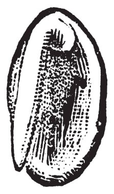 Şekli oval, dış tabaka, temel katmanın birbirine bağlı olan gibi bu embriyo iki parça, vintage çizgi çizme ya da oyma illüstrasyon ayrılabilir.