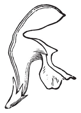 Bir resmi ölü-ısırgan, olarak da bilinen lamium gösterir. Bir çiçekli bitkiler Ballıbabagiller ailesindeki yaklaşık 40-50 tür ve Avrupa, Asya ve Kuzey Afrika, vintage çizgi çizme ve gravür illüstrasyon için yerli cinsidir.