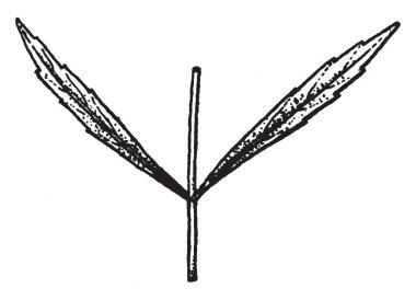 Lycopus bir çiçekli bitkidir. Çiçekler beyaz renk ile küçük ve yoğun, sapsız yaprakları, vintage çizgi çizme veya oyma illüstrasyon axils kümelerde toplandı.