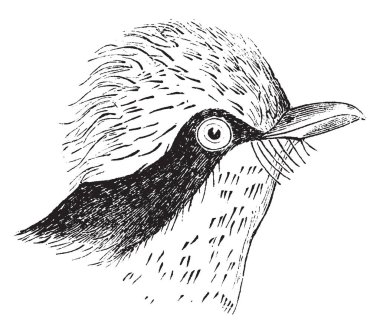 Bu resim Vermilion sinekkapan, vintage çizgi çizme veya oyma illüstrasyon temsil eder..