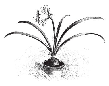 Bu resmi Hymenocallis çiçek yetişir ince Andreana temsil eder ve onun soluk yeşil yapraklar çiçekler bir ve yarım boyunda, vintage çizgi çizme veya oyma illüstrasyon.