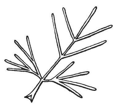 Onlar Ptilimnium bitki yaprakları vardır. Yaprak bıçak kenarı loblar, veya diş ve loblar, vintage çizgi çizme veya oyma illüstrasyon.