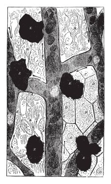 Kılcal damarlar arasında vintage çizim için yalan veya illüstrasyon oyma web dokusunun.