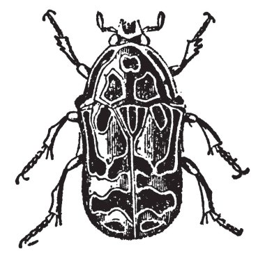 Bu resimde Cetonia Baxii, vintage çizgi çizme veya oyma illüstrasyon temsil eder..