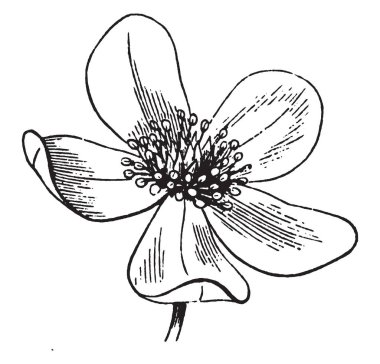 Bir resim Anemone çiçeği gösteriyor. Anemon çiçeği bitkisinin çiçek bu. Beş yaprakları vardır. Bu çiçek herhangi bir renk, vintage çizgi çizme veya oyma illüstrasyon olabilir.