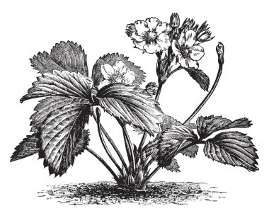 Bir çilek bitki çiçek görüntüsünü. Böcekler, vintage çizgi çizme veya oyma illüstrasyon için kolayca erişilebilir çok sayıda kısa Stamens vardır.