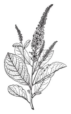 Resim WestLothian Tomentosa dal öyle dik yaprak döken bir çalı ve güzel kokulu beyaz çiçekler, vintage çizgi çizme veya oyma illüstrasyon.