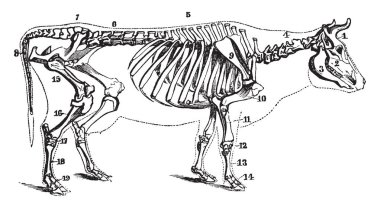 İç yapısı gösteren inek iskelet kemik veya vücut, vintage çizgi çizme veya oyma illüstrasyon destekler kıkırdak oluşur.