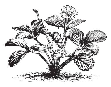 Bu da biber çilek adlandırılan çilek Chilensis fabrikasıdır. Bu 1 çiçek ve 2 çilek var. Derin keskin yapraklar. Dalı vardır, vintage çizgi çizme veya oyma resimde küçük kıllar.