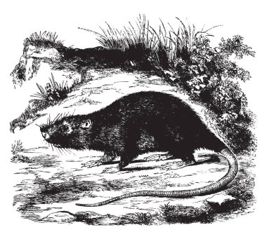 Dactylomys Güney Amerika bambu fareler, vintage çizgi çizme veya oyma illüstrasyon cinsidir.