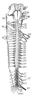 Beyin omurilik ve spinal sinirlerin, vintage çizgi çizme veya oyma illüstrasyon Bankası.