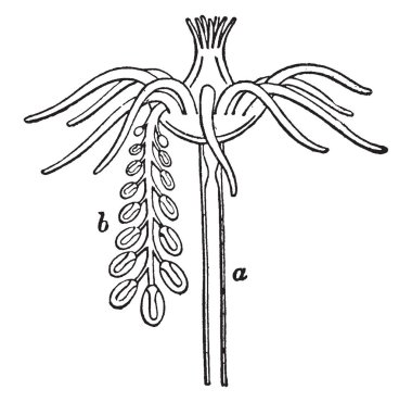 Tubularia Indivisa bir kişidir tek hydriform bir yatak taşıyan çok sayıda dejenere medusiform kişiler, vintage çizgi çizme veya illüstrasyon oyma bir SAP.
