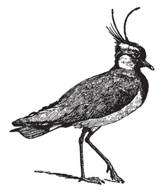 Lapwing also known in Great Britain as peewit, vintage line drawing or engraving illustration. clipart