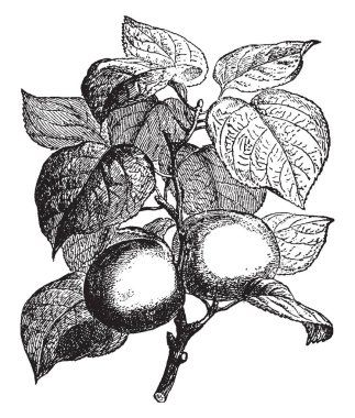 Bu çerçeve içinde ceviz ağacı var. O yaprakları ve ceviz, vintage çizgi çizme veya oyma resimde var.