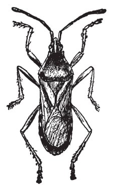 Squashbug in ağırlıklı olarak böcekler, vintage çizgi çizme veya oyma illüstrasyon emme su büyük bir ailedir.