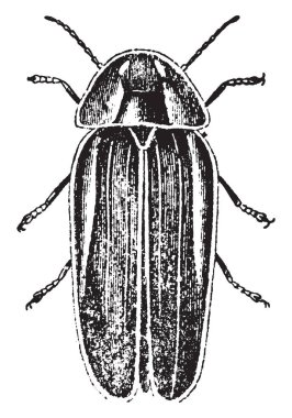 Lampyris Savignii ateş böcekleri, vintage çizgi çizme veya oyma illüstrasyon bir cinsidir.