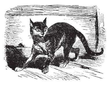 Bir kedi yürüme, vintage çizgi çizme veya illüstrasyon oyma