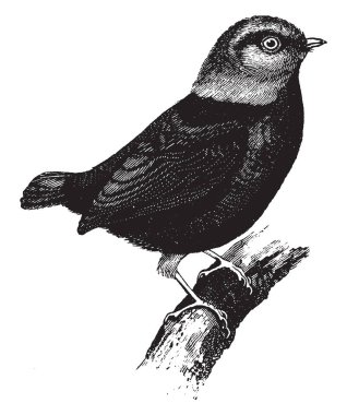 Kırmızı şapkalı Manakin kırmızı kafa boyun ve uyluk, vintage çizgi çizme veya oyma resimde siyah kuş tüyü vardır.