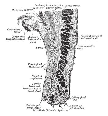 Bu resimde göz kapağı, vintage çizgi çizme veya oyma illüstrasyon temsil eder..