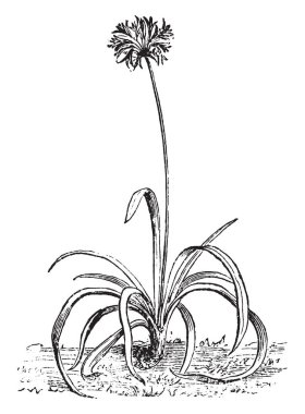 Agapanthus Umbellatus çiçek olarak da bilinen Afrika zambaklardır. Güney Afrika, vintage çizgi çizme veya oyma illüstrasyon bulunur.