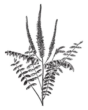 Amorpha Fruticosa bitki ve onun parçalarını bir resmi gösteriyor. Çiçekli bitki baklagil çöl yanlış Indigo, yanlış Indigo-bush ve çiçek gibi ortak adlarıyla da bilinen ailede bu tür çoğu koyu mor, vintage çizgi çizme veya oyma illüstrasyon