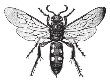 Genellikle siyah olma eğilimi Scoliid Wasp sarı ya da turuncu, vintage çizgi çizme veya illüstrasyon oyma ile işaretlenmiş.