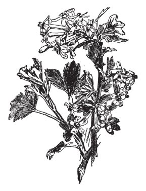 Bu görüntü bir bufalo frenk üzümü. Küçük ve sarı renk çiçektir. Stame uzun ve yuvarlak, ince, vintage hat çizim veya gravür illüstrasyon.