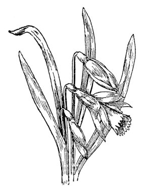 bitki görüntü. Vektör çizim