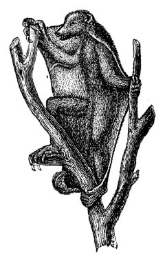 Galeopithecus, vintage illüstrasyon kazınmış. Doğal Tarih hayvanların, 1880