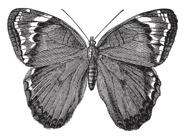 İngiltere, vintage çizgi çizme veya oyma illüstrasyon ortak bir kelebek kapı sorumlusu olduğunu.