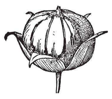 Bu resim bakla, keten, çanak yaprak değiştirilmiş bud, vintage çizgi çizme veya oyma illüstrasyon kapak tarafından korunmaktadır.