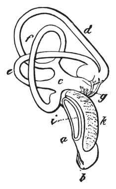 Bu resim bir beyaz kuyruklu kartal, vintage çizgi çizme veya oyma illüstrasyon iç kulak temsil eder..